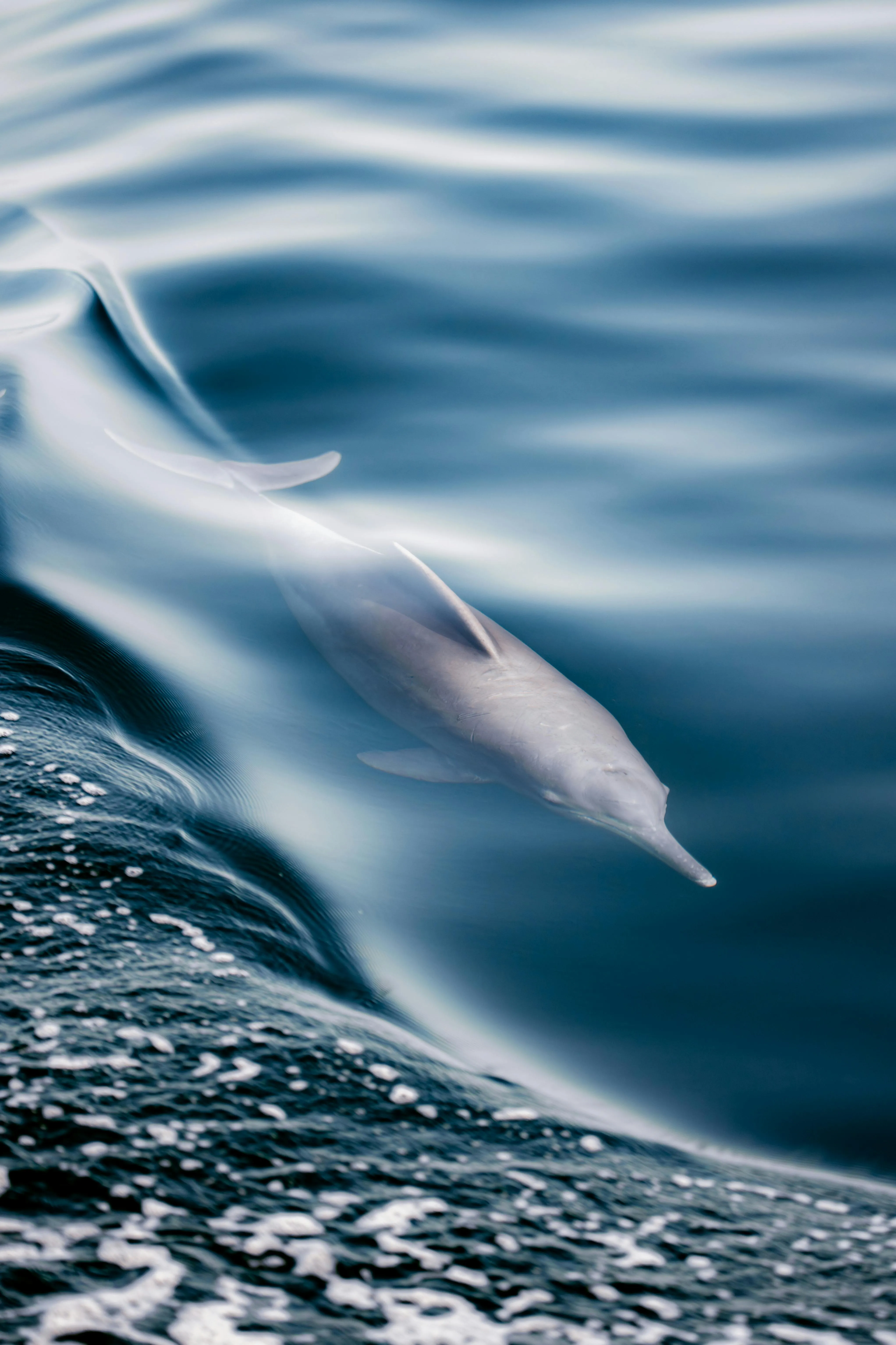 Musandam Dolphin
