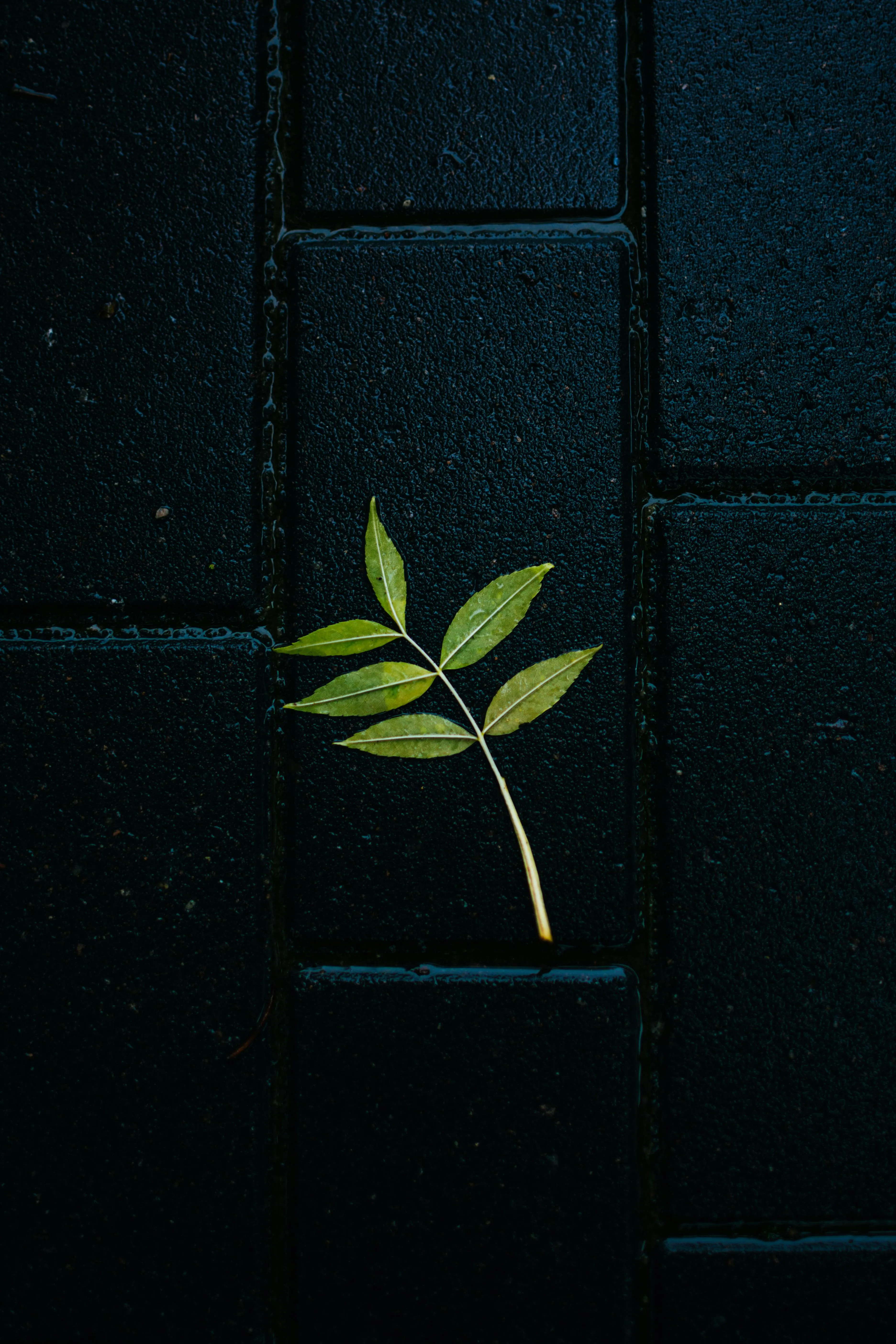 Leaf on Stone